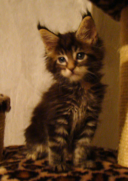     Catsvill County!   !    !       !!!    Catsvill County +7-926-544-74-09     .   ,   ,   ,    ,   ,  ,     ,   -,    ,   !
